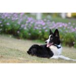 Canicalm - Obrázek 3